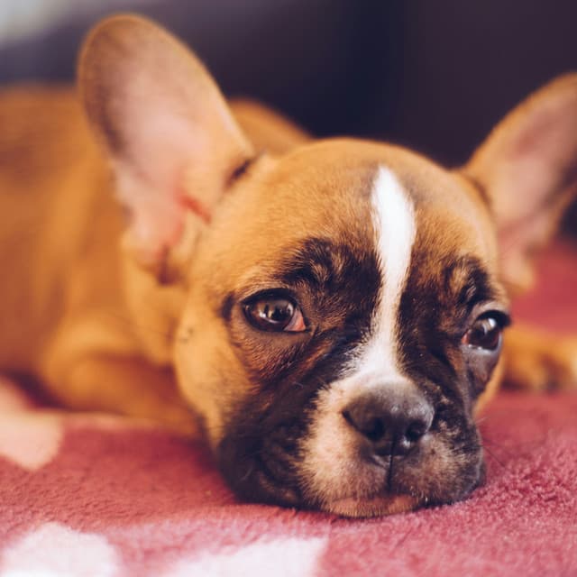 The Dog Relaxer