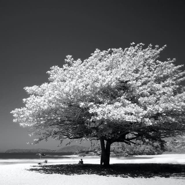 White Noise Team by Beneluxa