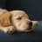Calming for Dogs