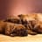 Sleepy Pets