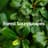 Forest Soundscapes