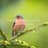 Sonidos Naturales del Pajaro