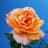 Entspannende Blume