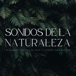Sonidos De La Naturaleza: Relajantes Sonidos De Aves y Vientos Para Meditar - Mantra para Meditar