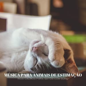 Música Para Animais De Estimação: Rios Calmos Para Gatos Com Sono - Balneario