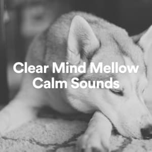 Clear Mind Mellow Calm Sounds - Dreamy White Noise