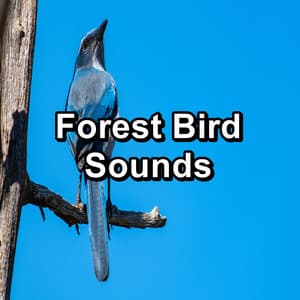 Forest Bird Sounds - Bird Sounds