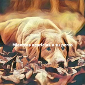 Mientras acaricias a tu perro - Jazz Brasiliano Musica Di Sottofondo