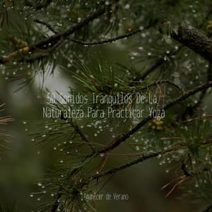 50 Sonidos Tranquilos De La Naturaleza Para Practicar Yoga - Música para Correr