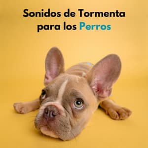 Sonidos De Tormenta Para Los Perros - Tormentas Naturales