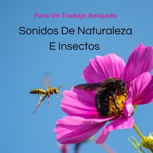 Sonidos De Naturaleza E Insectos Para Un Trabajo Relajado - Radio Sonidos de la Naturaleza