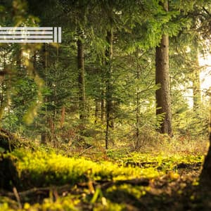 Wald- und Vogelgeräusche - Vogelstimmen Welt