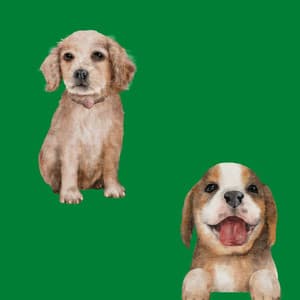 Echoes of Freshly Groomed Doggy - Calma Música para Perros