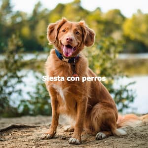 Siesta con perros - Boutique Hotel Music