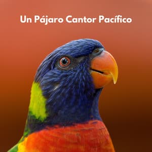 Un Pájaro Cantor Pacífico - Pajaros Exoticos