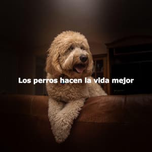 Los perros hacen la vida mejor - Cozy Coffee Shop Jazz