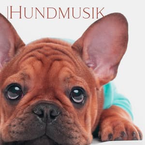 Hundmusik: Avslappnande ljud för hundar med ångest - Hundmusik oas