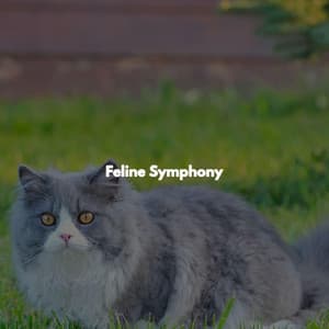 Feline Symphony - Easy Relaxing Acoustics