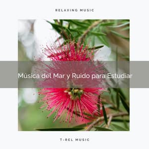 Música del Mar y Ruido para Estudiar - Ruido Blanco
