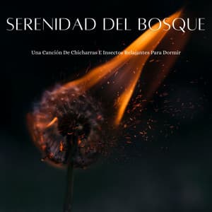 Serenidad Del Bosque: Una Canción De Chicharras E Insectos Relajantes Para Dormir - Sonidos Del Bosques