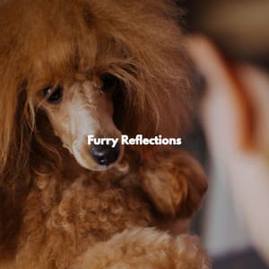 Furry Reflections - Music for Leaving Dogs Home Alone