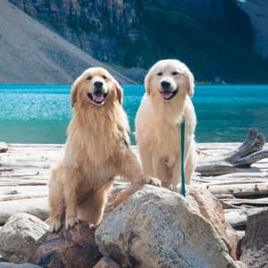 Bright Piano Jazz - Ambiance for Dog Anxiety - Relaxing Dog Music Seduction