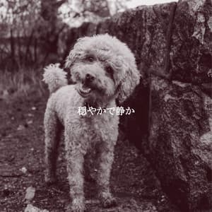 穏やかで静か - Light Dinner & Jazz