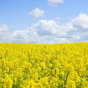 Calm & Relax Summer Chillout - Forest Sounds For Relaxation