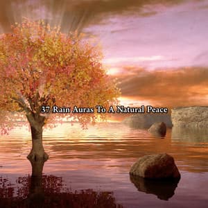 37 Rain Auras To A Natural Peace - ASMR HD