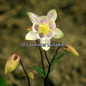 30 Lavender Lullabies - Nature Sounds for Sleep and Relaxation