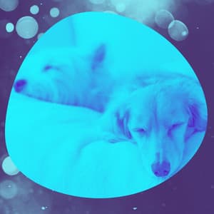 Music for Dog Naptime - Music For Your Dog