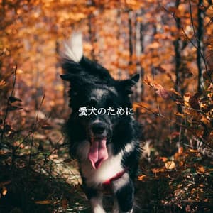 愛犬のために - Evening Jazz Relaxation