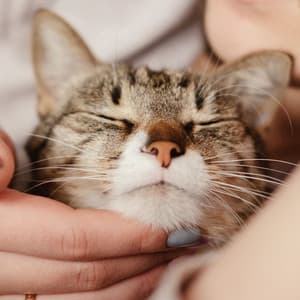 Soothing Purrs: Piano Rain Serenades for Cats - Gentle Piano Collective