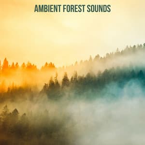 Ambient Forest Sounds - Nature Chillout