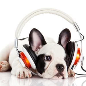 Reflective Ambient Music: Harmonic Dog Dreams - Achieve Inner Harmony