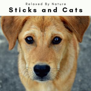 4 Dogs: Sticks and Cats - Dogs Music Therapy