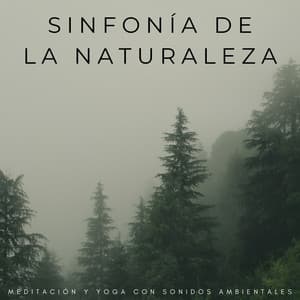 Sinfonía De La Naturaleza: Meditación Y Yoga Con Sonidos Ambientales - Musica Instrumental Para Relajar tus Sentidos