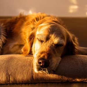 Música Para Perros: Armonías Para La Relajación Canina - Activador de la glándula pineal