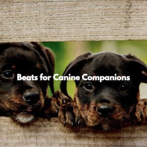 Beats for Canine Companions - Music for Productivity
