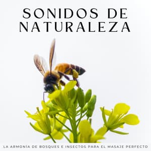 Sonidos De Naturaleza: La Armonía De Bosques E Insectos Para El Masaje Perfecto - Efectos de sonido de la madre naturaleza