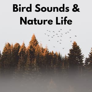 Bird Sounds & Nature Life - KPR Sounds
