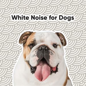 White Noise for Dogs - White Noise Collectors