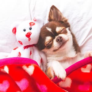 Dog-Eared Lullabies: Lofi Comfort for All - The Dog Music Legends