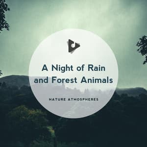 A Night of Rain and Forest Animals - Nature Atmospheres