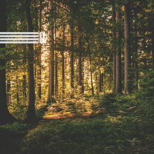 Geräusche Der Waldnatur - Vogelstimmen Welt