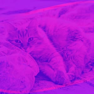 Hot Bgm for Pure Cats - Música para dormir Gatos