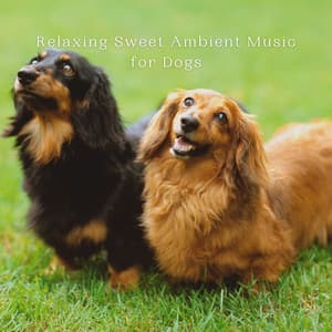 Relaxing Sweet Ambient Music for Dogs - faint echoes