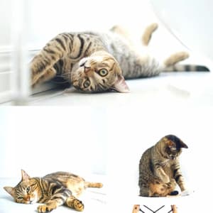 Quartet Jazz - Ambiance for The Comfortable Cats - Relaxing Cat Music