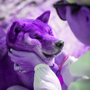 Heavenly Background for Stress Free Doggos - Dog Sleeping Soundtracks Deluxe