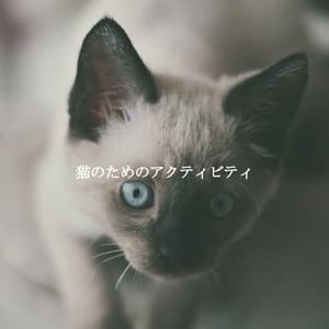 猫のためのアクティビティ - Relaxing Chillout Lounge